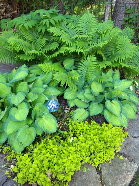 Large-leafed hosta and ferns