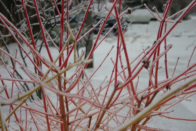 Ice on dogwood stems